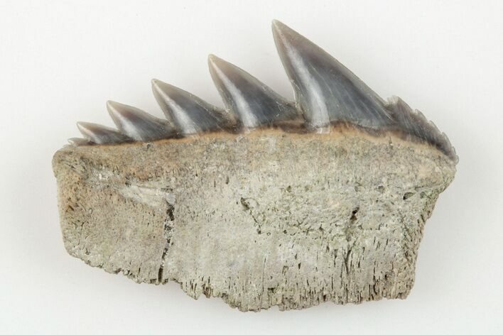 Fossil Cow Shark (Notorhynchus) Tooth - Aurora, NC #184370